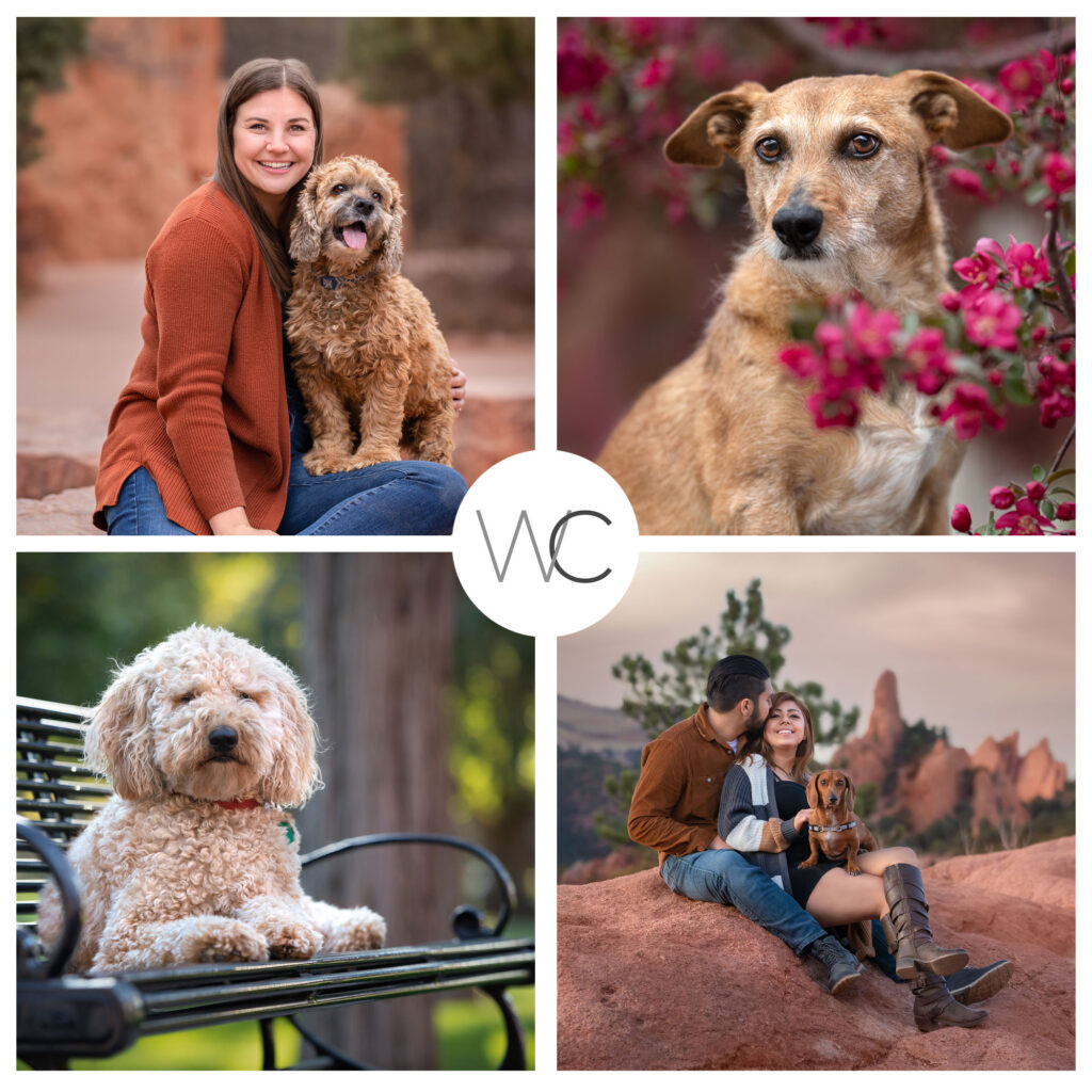 Collage of four images: a woman with a brown dog, a close-up of a dog with flowers, a dog on a bench, and a couple with a dog outdoors.