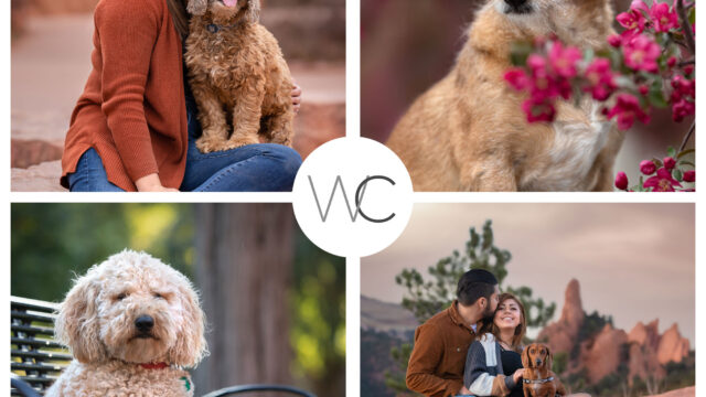 Collage of four images: a woman with a brown dog, a close-up of a dog with flowers, a dog on a bench, and a couple with a dog outdoors.