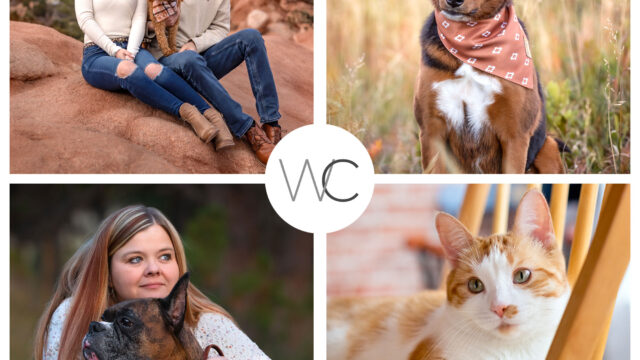 A collage of four images featuring people with pets: a couple with a dog in rocky terrain, a dog in a scarf, a woman hugging a large dog, and a cat sitting under a chair.