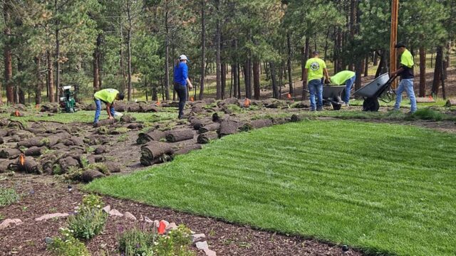 Workers lay sod in a yard surrounded by trees; some are positioning sod pieces while others use wheelbarrows. A section of the lawn is already complete.