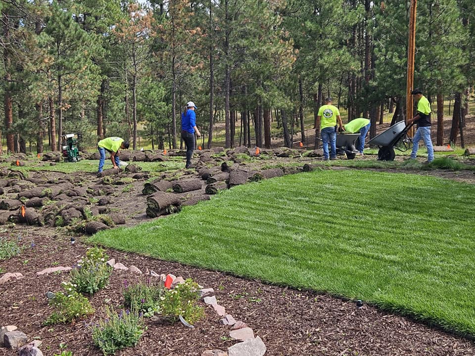 Workers lay sod in a yard surrounded by trees; some are positioning sod pieces while others use wheelbarrows. A section of the lawn is already complete.